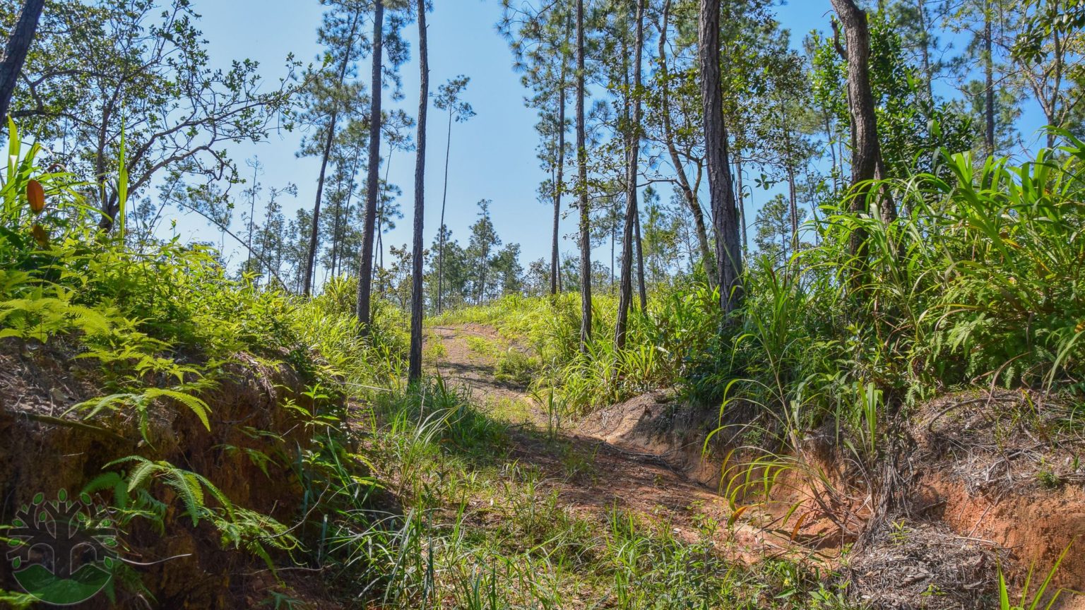 9.7 Acres of Prime Real Estate in Mountain Pine Ridge! Ceiba Realty & Development