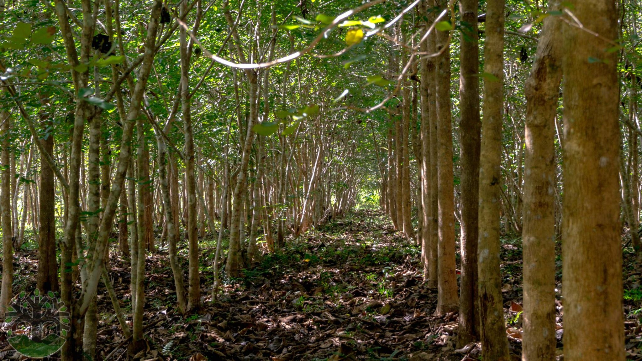 Stunning 481-Acre Tree farm with hills and creek frontage - Ceiba ...